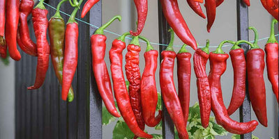 How To Dry Chillies