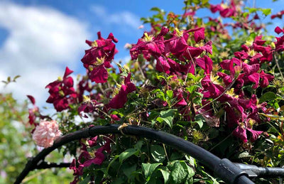 How to Choose A Clematis