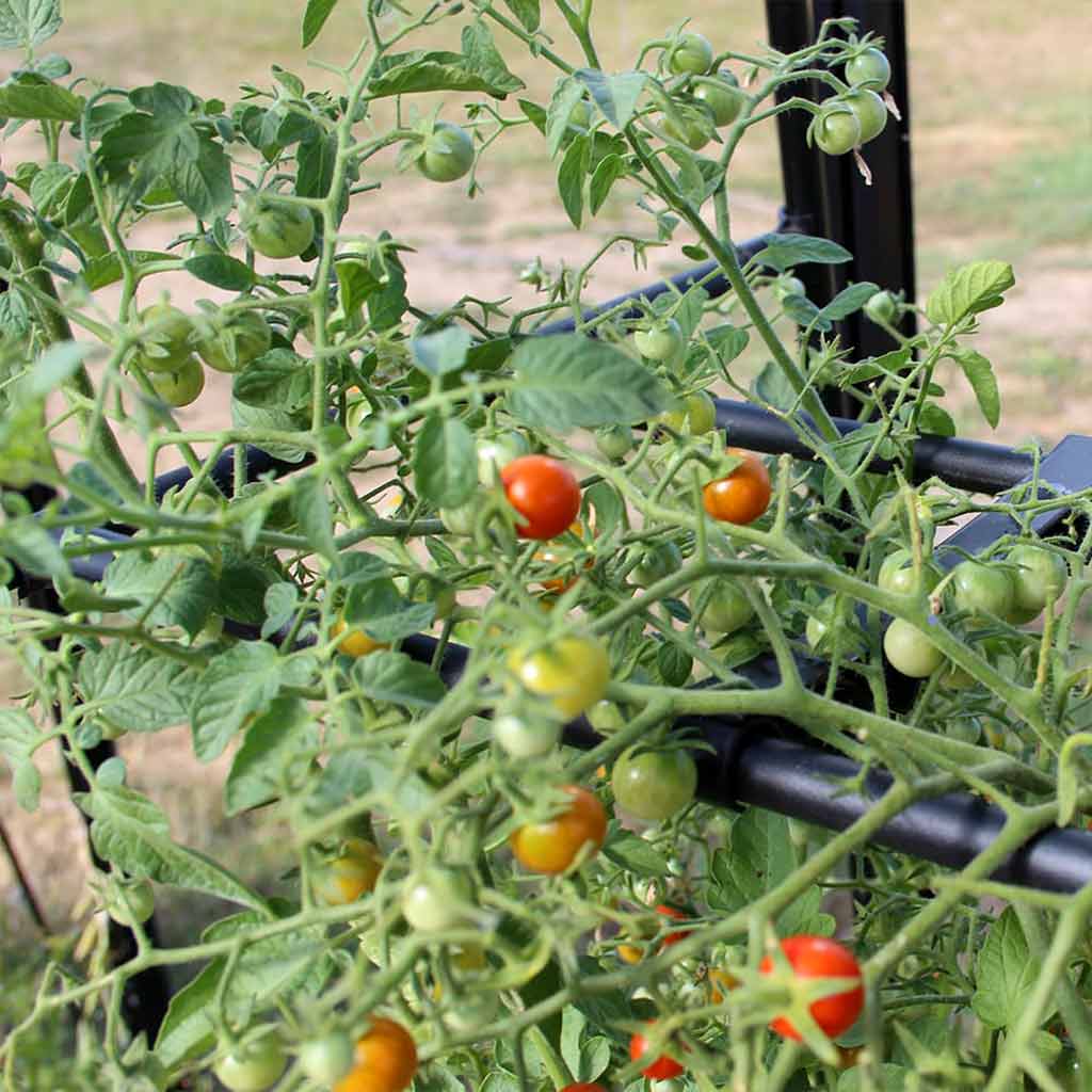 Tomato Plant Supports