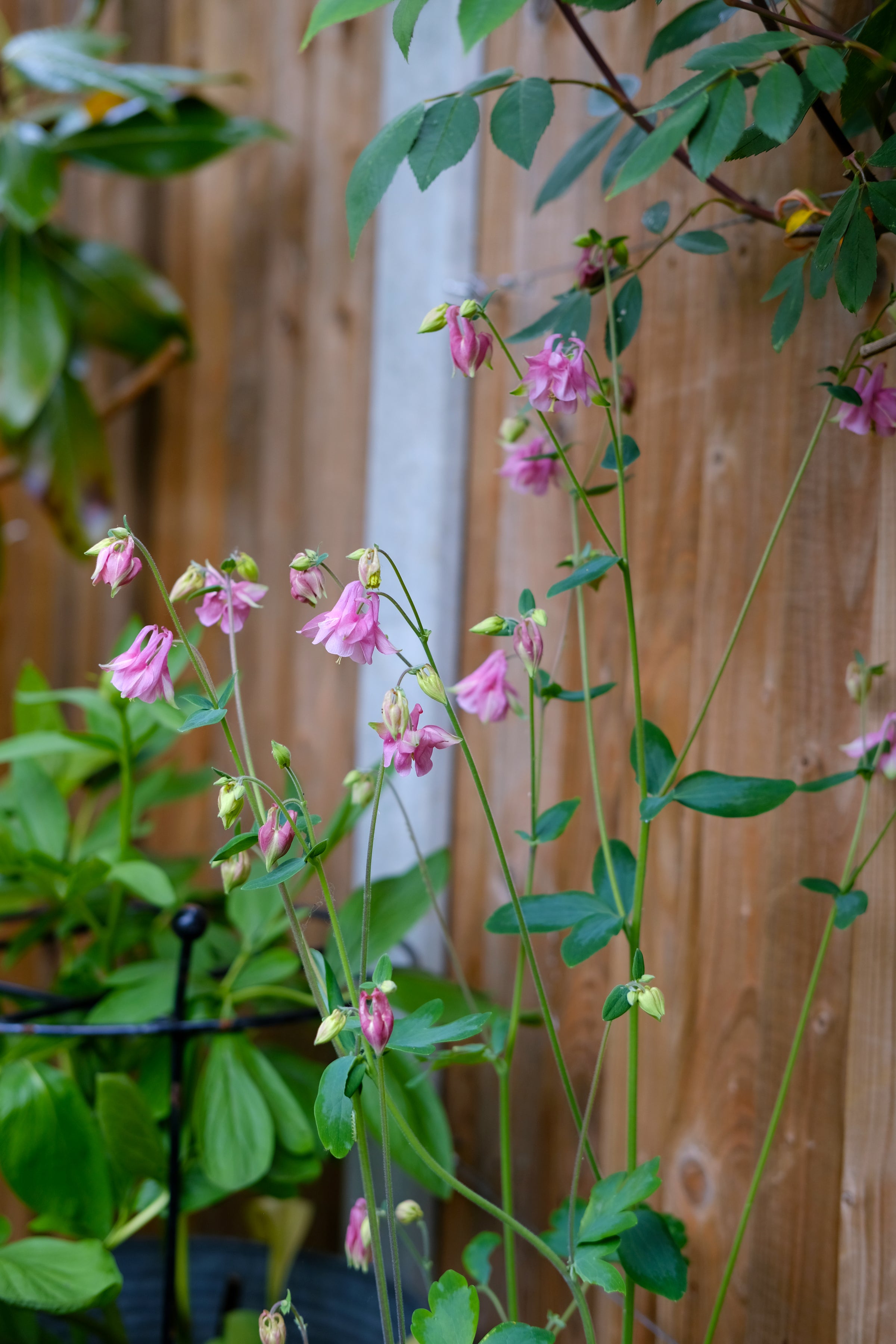 Pink flowers with green leaves against a wooden fence
