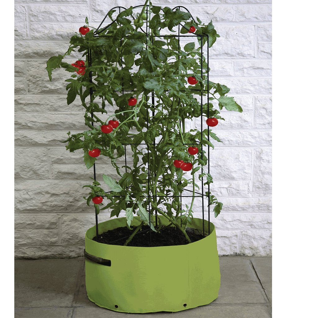 tomato plant pots uk Tomato (Climbing) Patio Planter | Pots & Planters