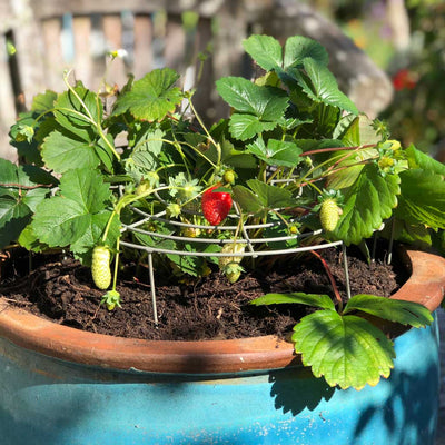 Strawberry grow in use wide 