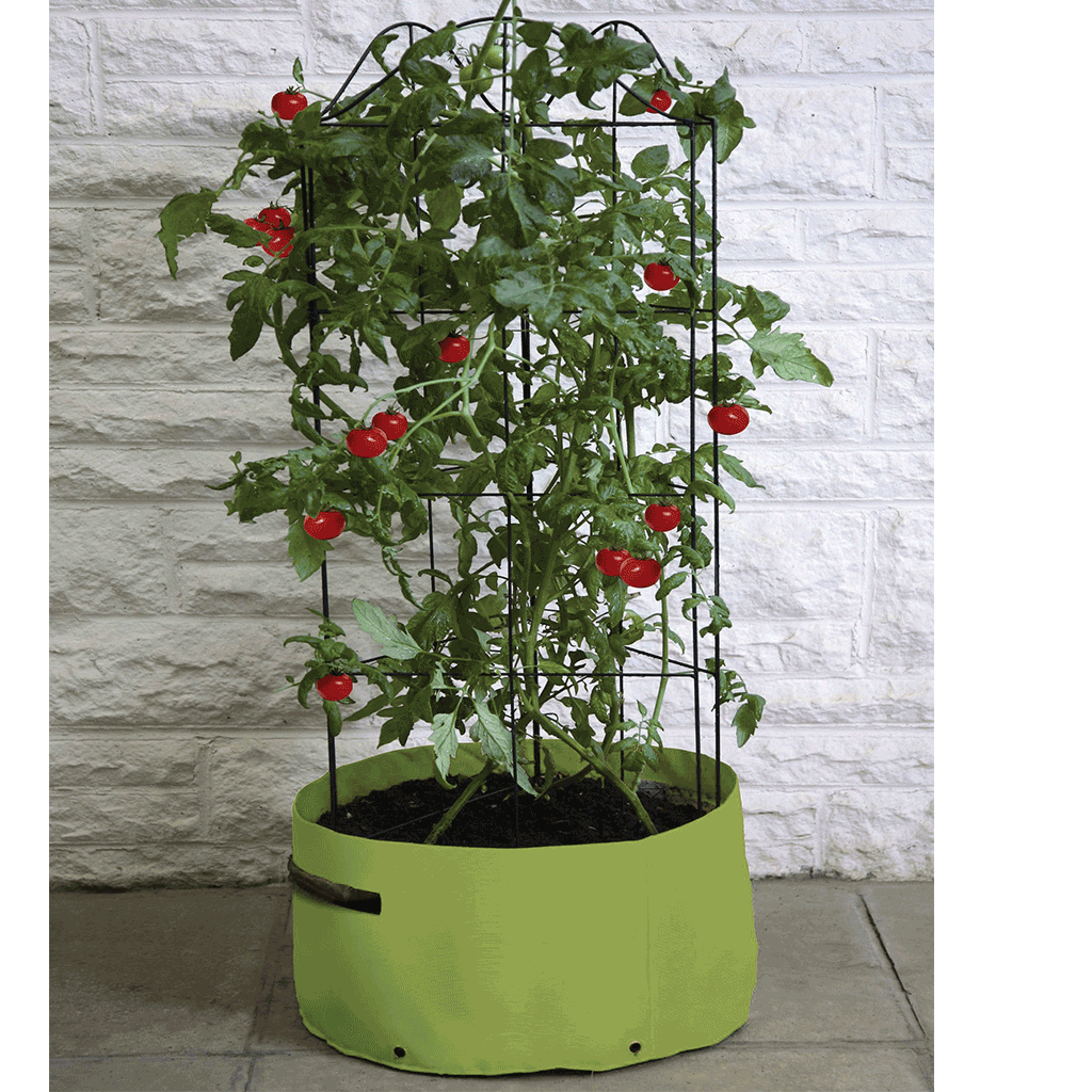 Tomato (Climbing) Patio Planter Pots & Planters Agriframes