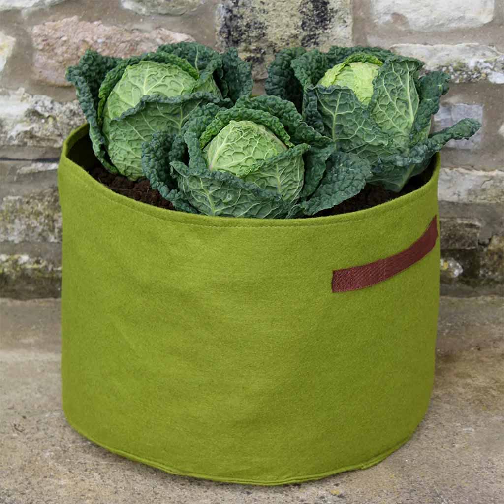 vigoroot vegatable planter in use with cabages  