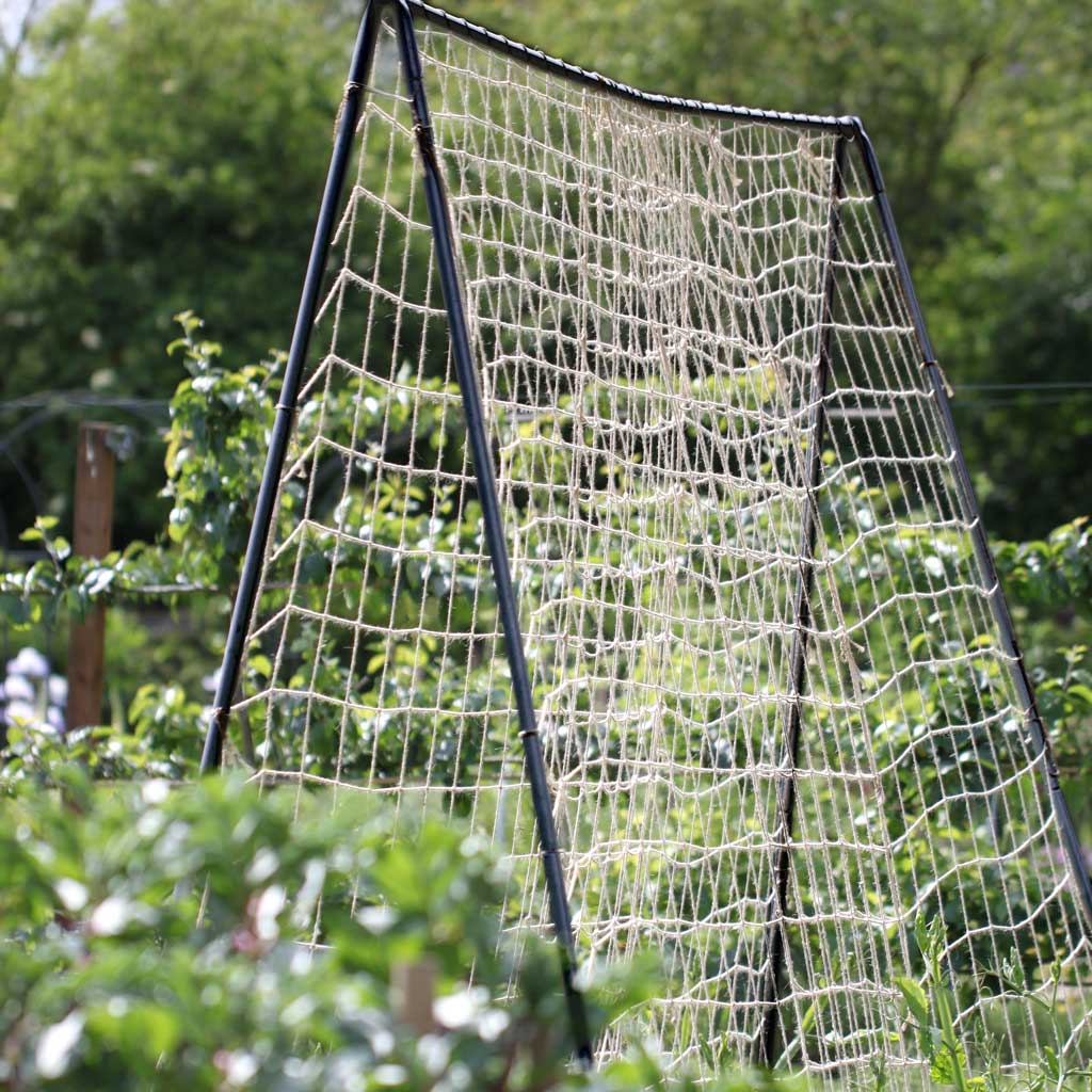runner bean frame wide shot in black with netting 