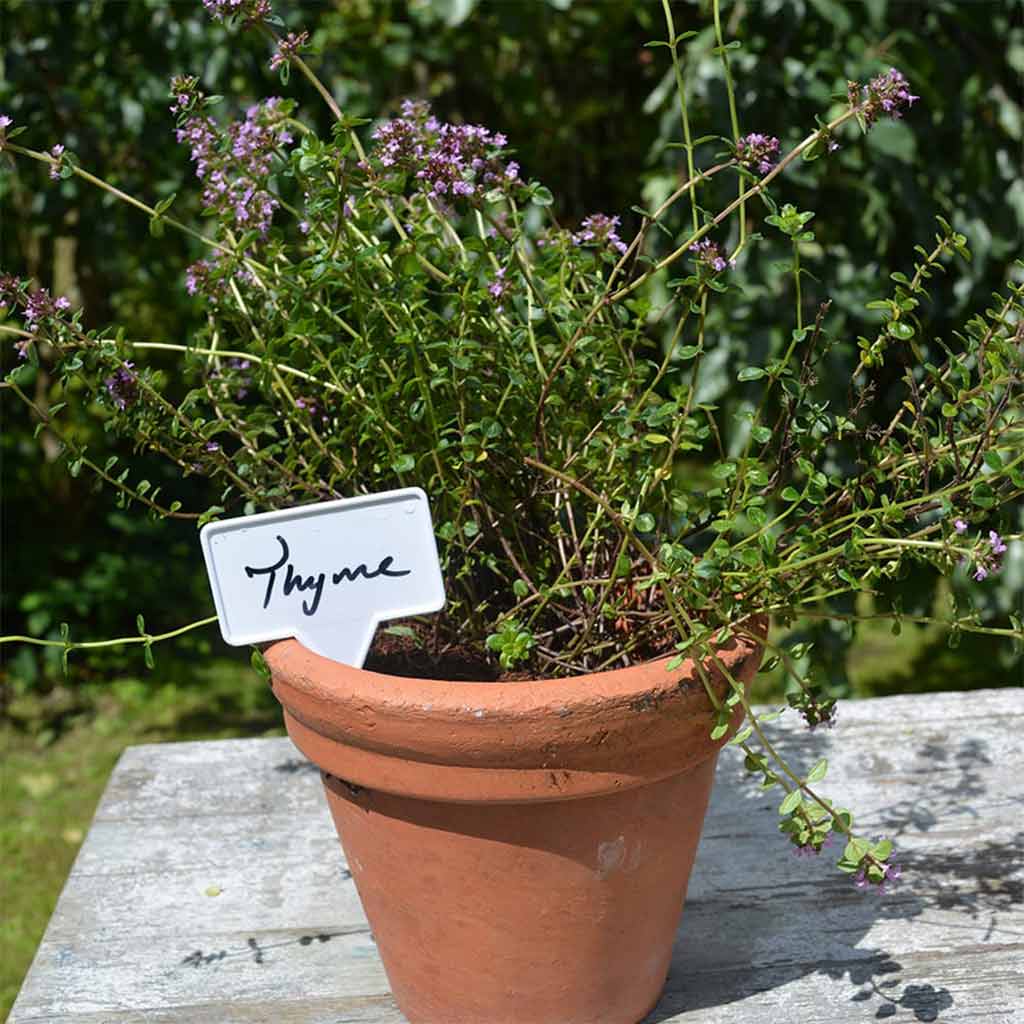 t-label white example with Thyme 