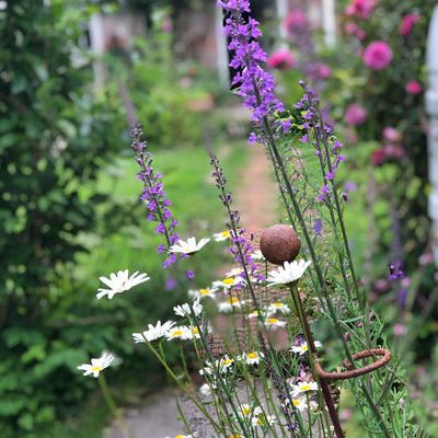 Plant Supports For Spectacular Borders