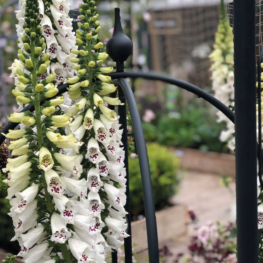 Supporting Tall Perennials: Subtle Structures for Elegant Borders