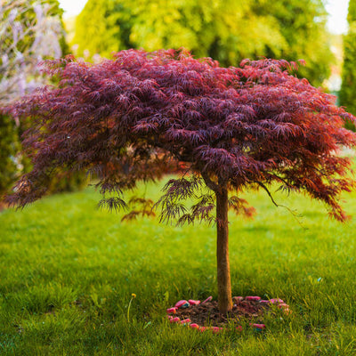 A Guide On Bare Root Planting