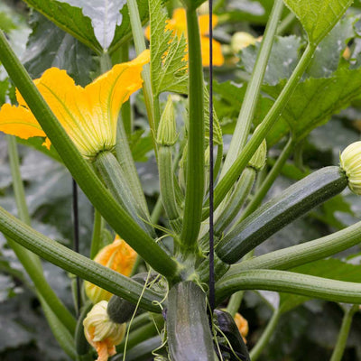 How to Grow Courgettes & Summer Squashes