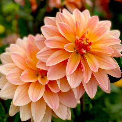 Top Dahlias Flowers for Autumn