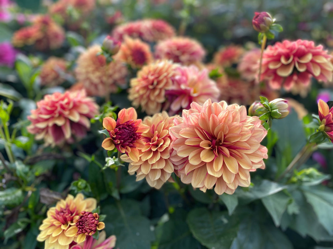 Gardening Tips for September