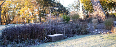 How to Protect Plants From Frost