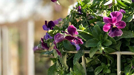 winter pansies in hanging basket