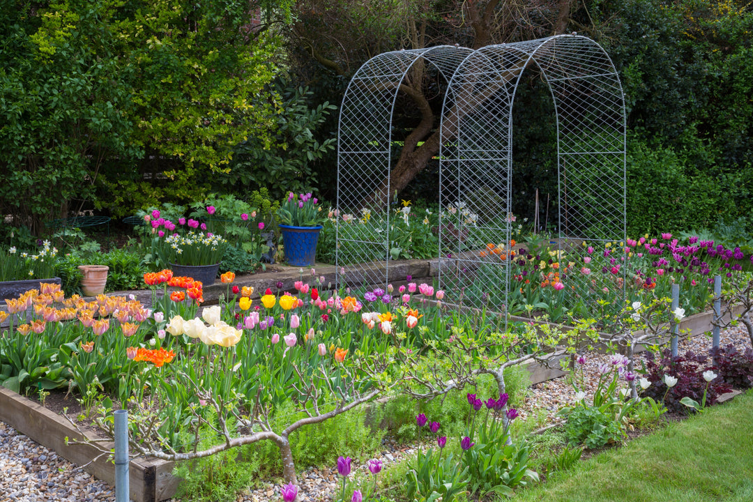 Agriframes Round arch with beautiful tulips