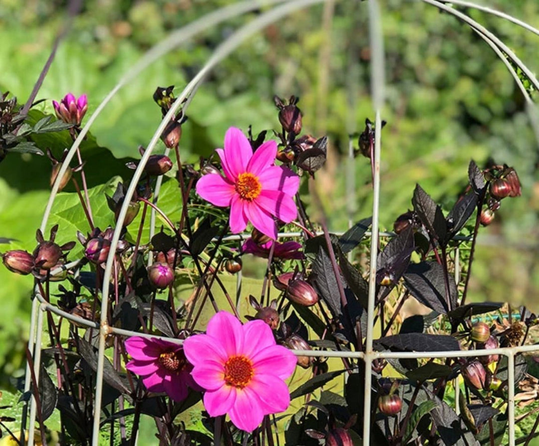 Best Picks for Late Summer Colour