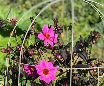 Best Picks for Late Summer Colour