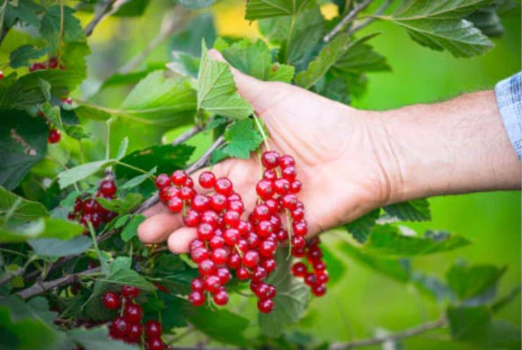 5 Easy Soft Fruits to Grow at Home