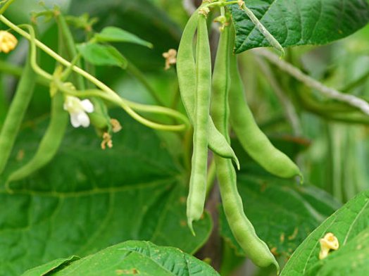 how to grow french beans