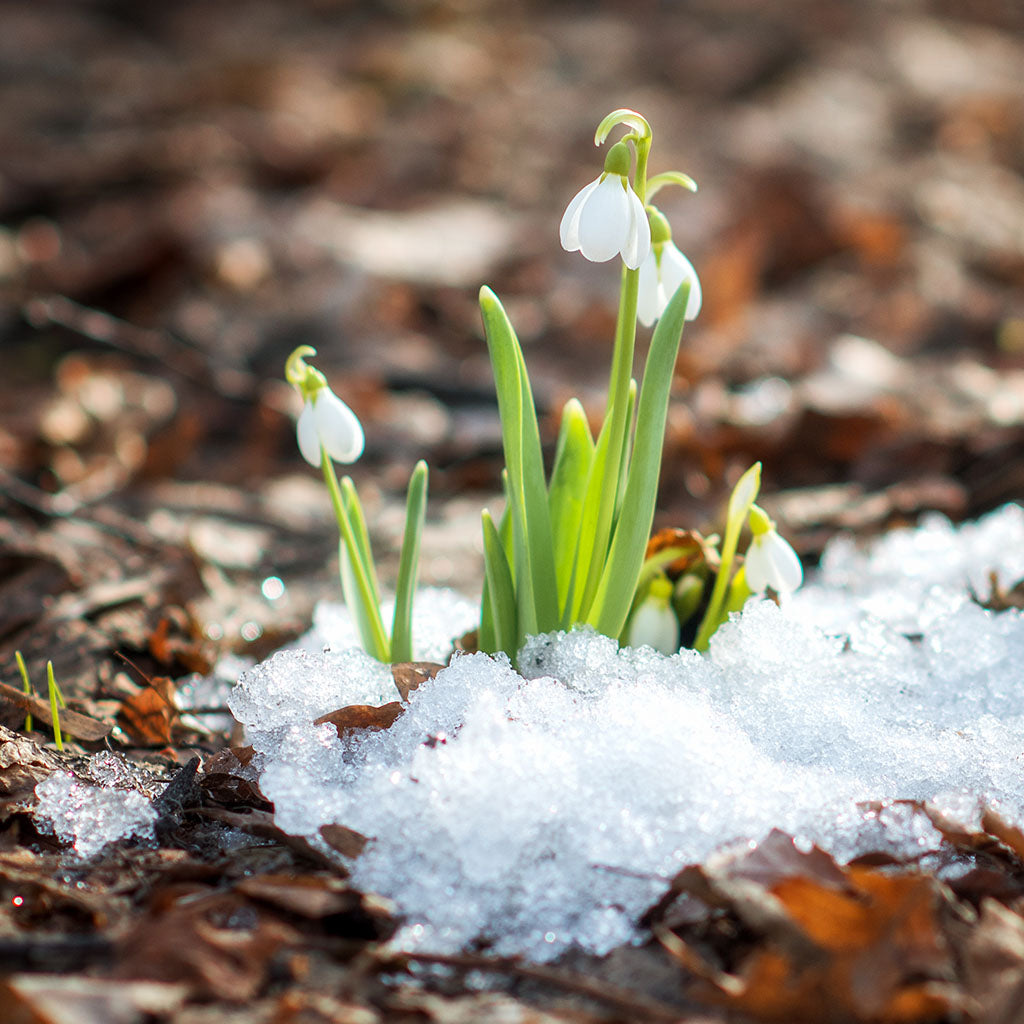 snowdrops growing