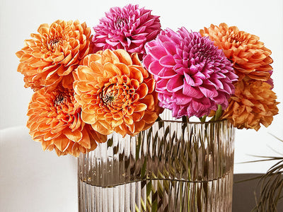 Top 5 Dahlia Flowers by Sally Moore