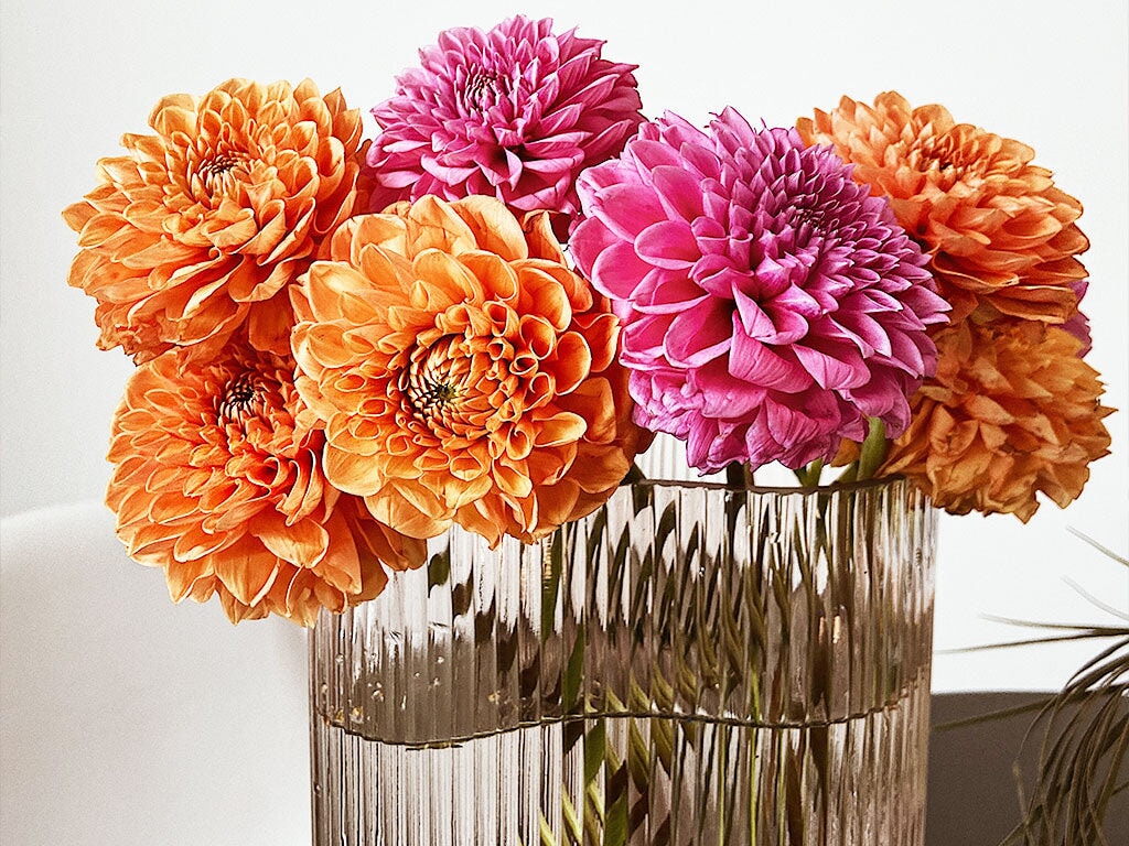 Top 5 Dahlia Flowers by Sally Moore