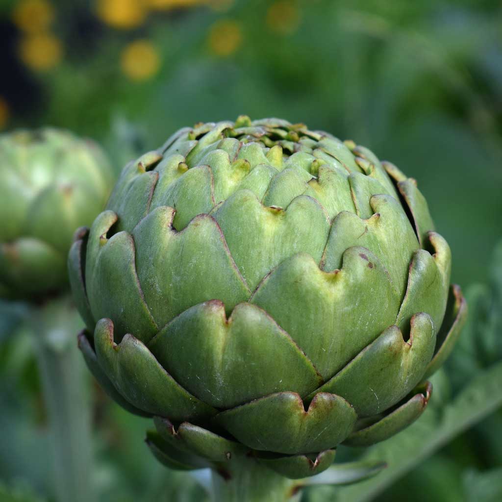 How to grow artichokes