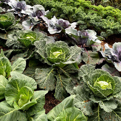 How to Grow Cabbage