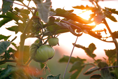 Gardening Tips for November