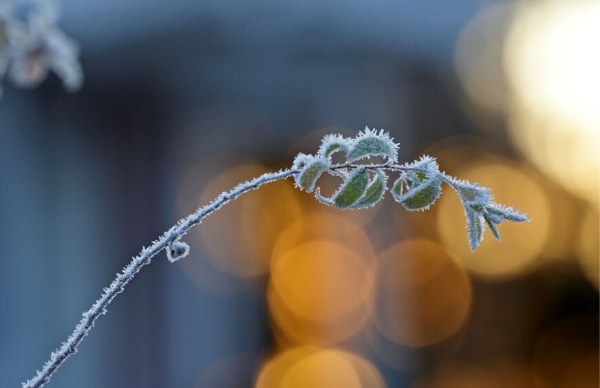 Gardening Tips for December