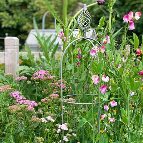 Gardening Tips for June