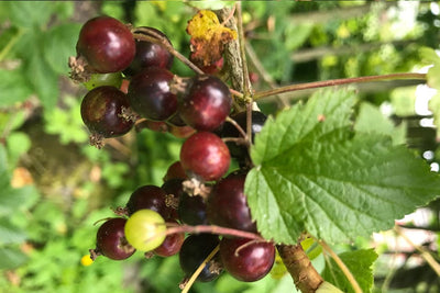 Growing Fruit Bushes in Small Gardens