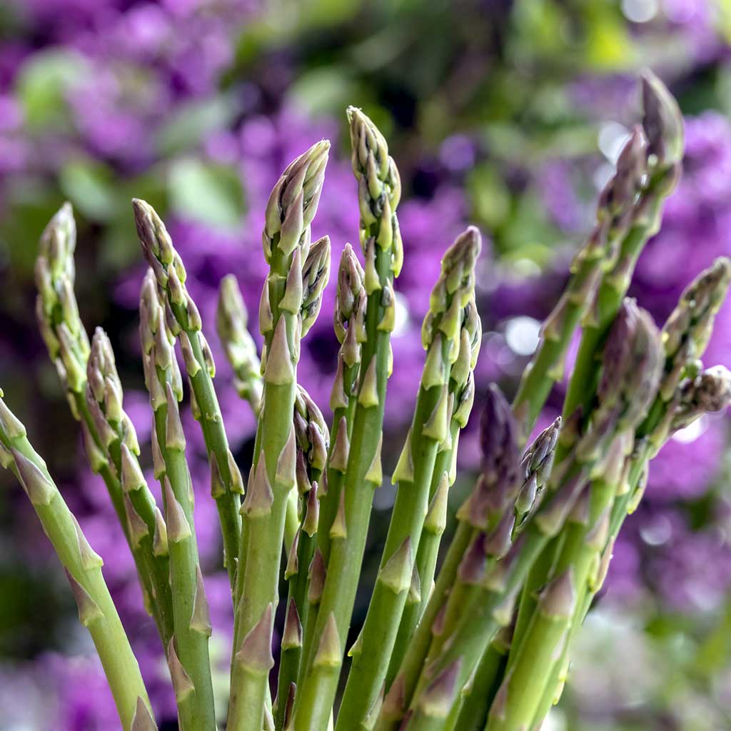 how to grow asparagus