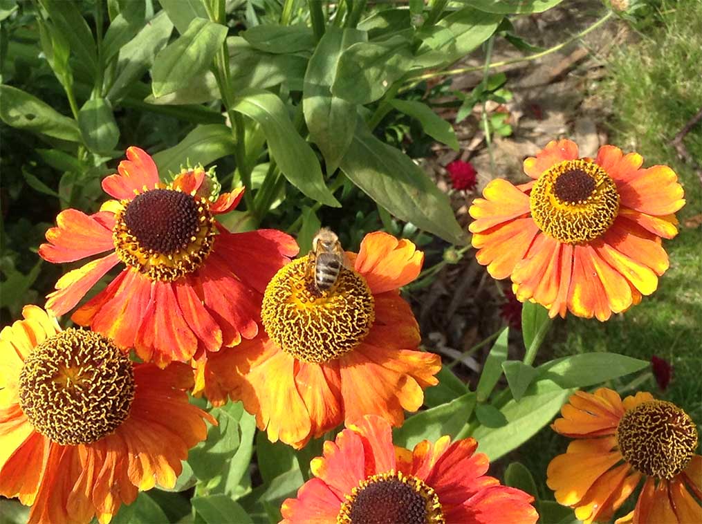 orange flowers in august garden