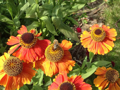 Gardening Tips For August