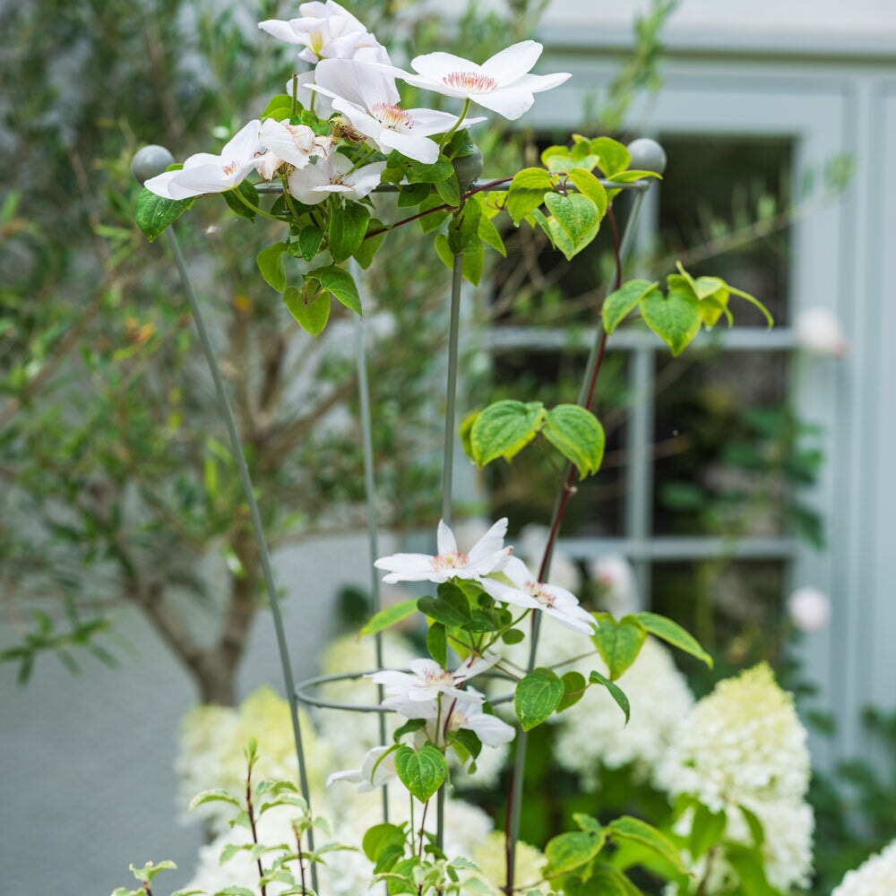 Growing Upwards – Why Vertical Gardening Is Perfect for New Gardeners