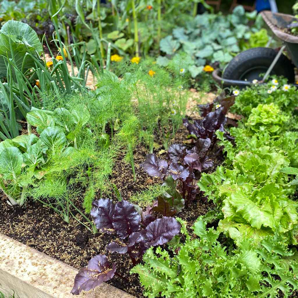 how to grow mixed salad