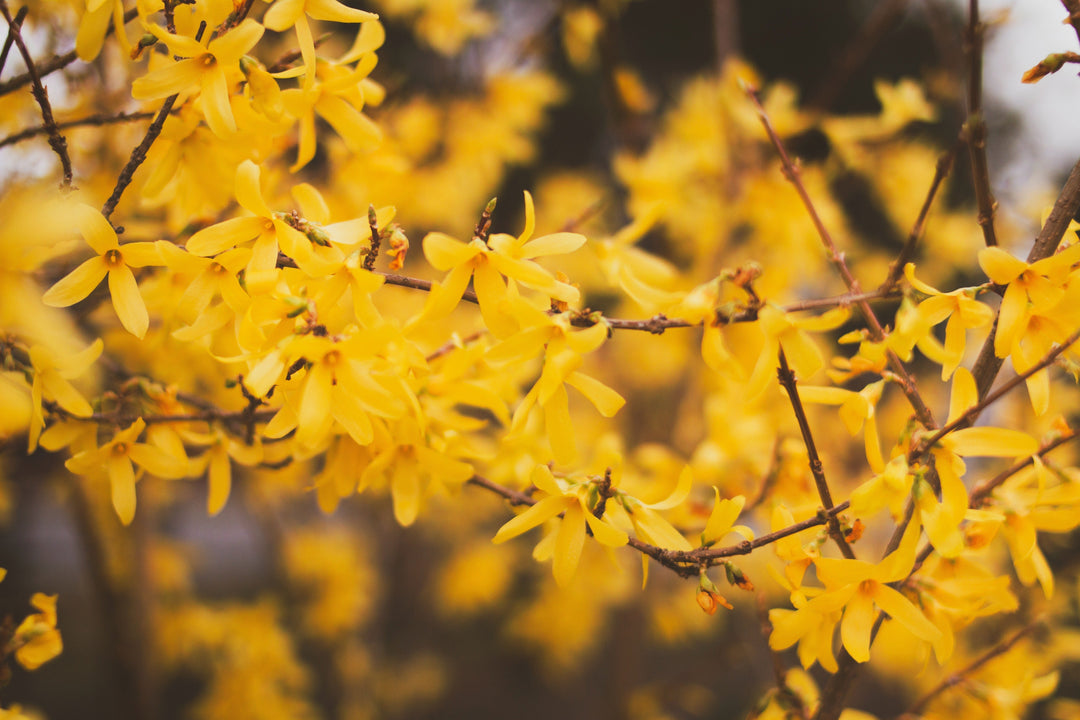 october garden wit yellow flowers