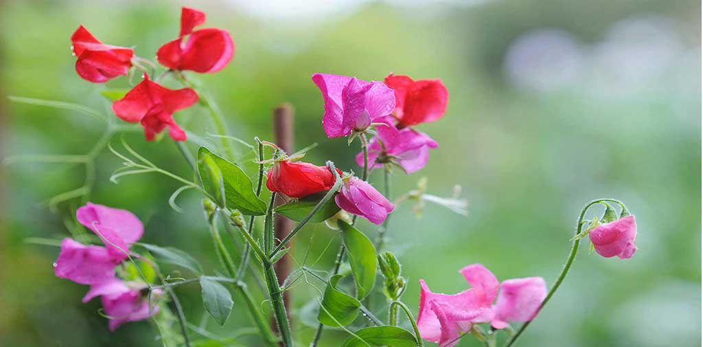 sweat peas