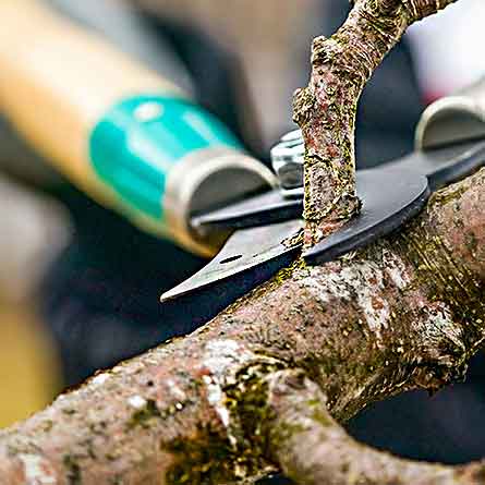 winter pruning