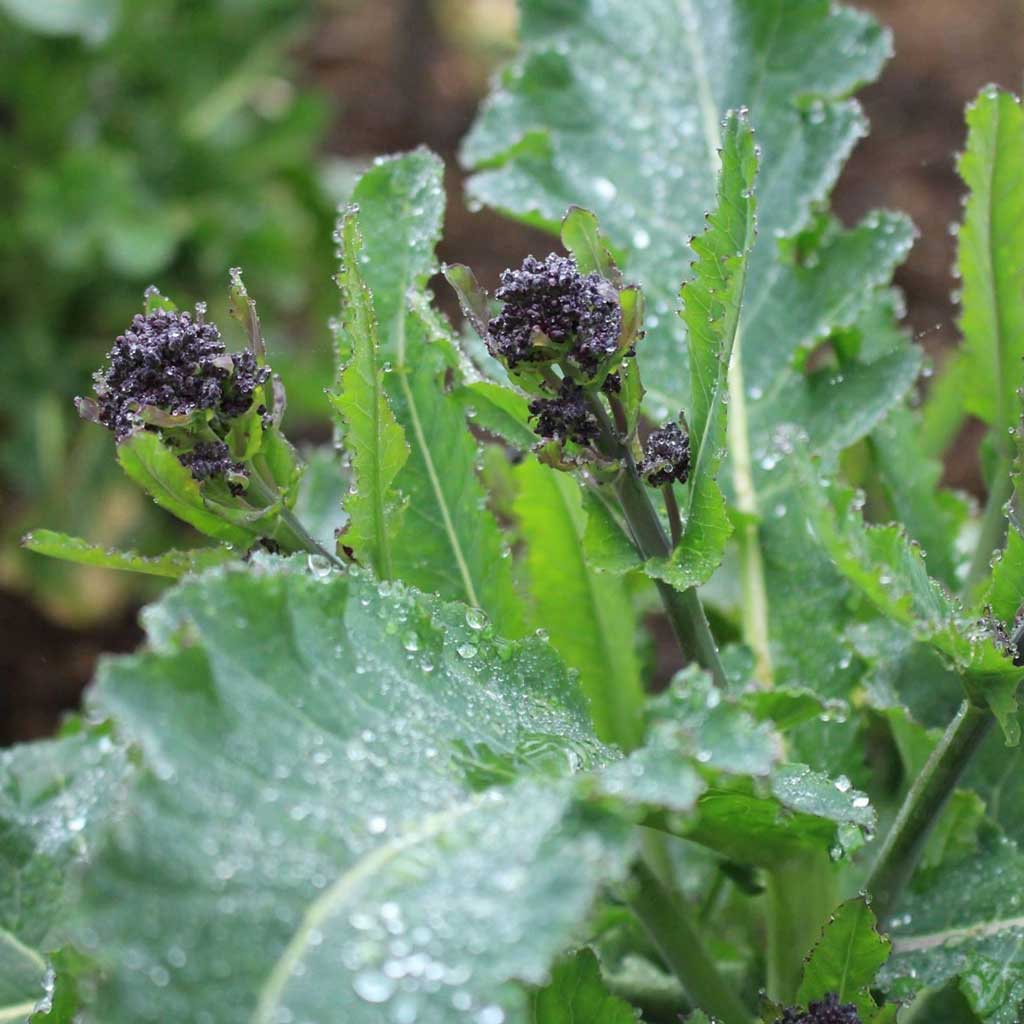 how to grow purple sprouting broccoli
