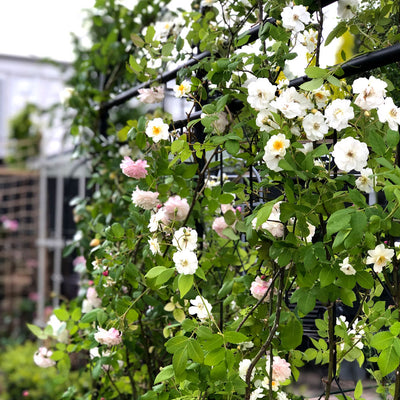 How to Grow Roses