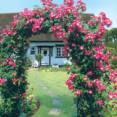Fast Growing Climbers for your Garden Arch