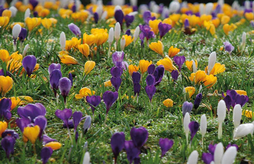 purple and yellow crocus