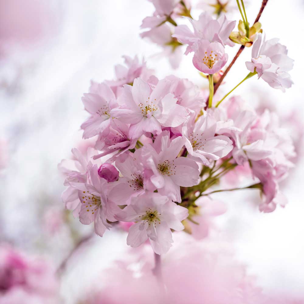 Spring Collection | April