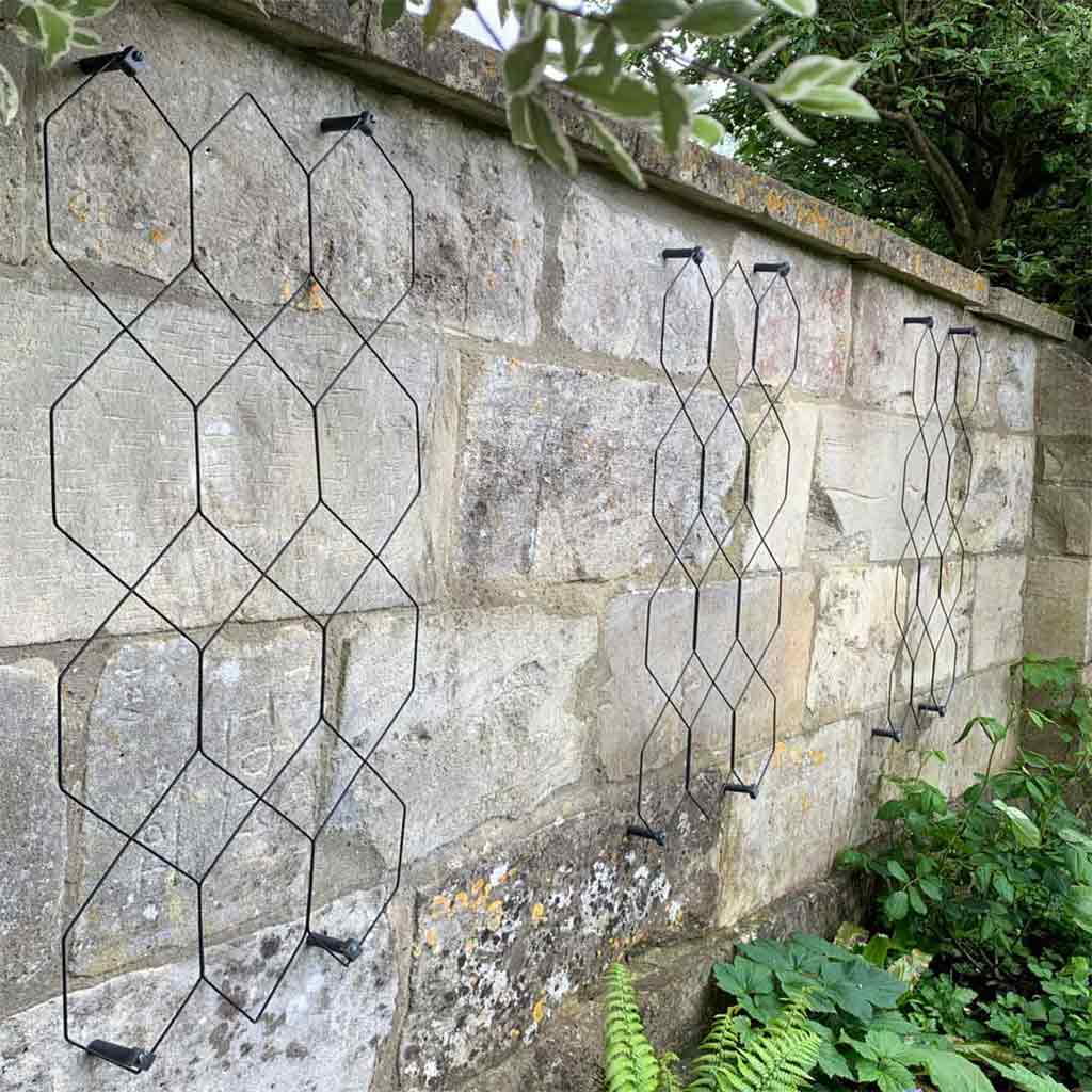 Traditional Trellis