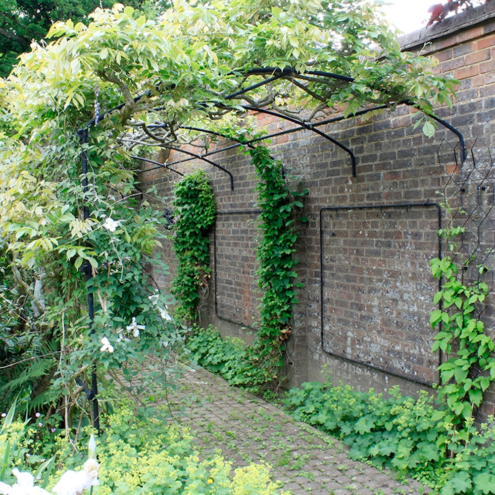 garedn wall arch with growing vines and clematis