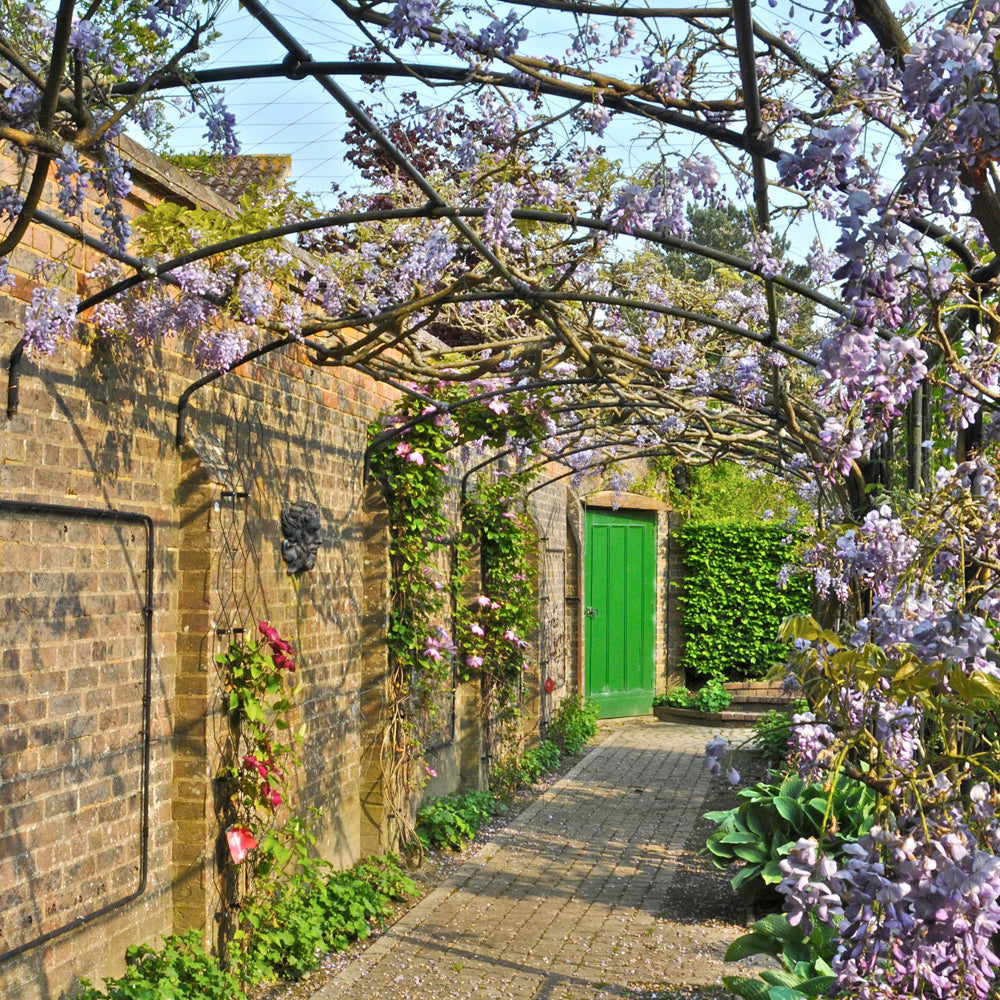 metal garden wall arch covered in wisteria