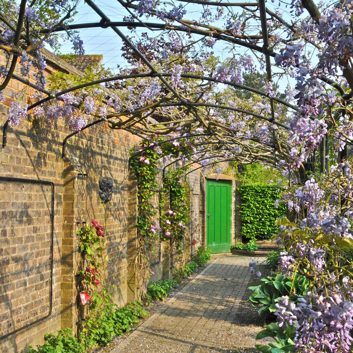 metal garden wall arch covered in wisteria