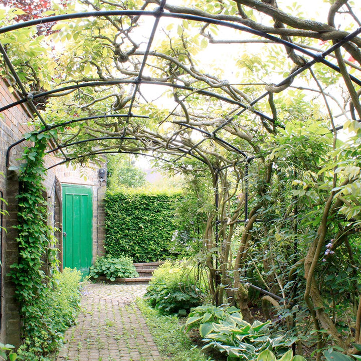 the roof of a garden arch with established vines growing over